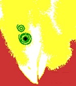 サンプルイメージ　女性